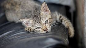 Un gatito, rescatado de la zona de tragedia, espera ser reclamado o adoptado. el miércoles 5 de abril de 2017, en un refugio provisional en Mocoa, Putumayo, luego de que una avalancha de lodo y piedra —la noche del 31 de marzo— provocada por el desbordamiento de los ríos Mocoa, Mulato y Sangoyaco, matara a por lo menos 301 personas y dejara un número indeterminado de desaparecidos. Foto: Carlos Julio Martínez / Enviado Especial de SEMANA