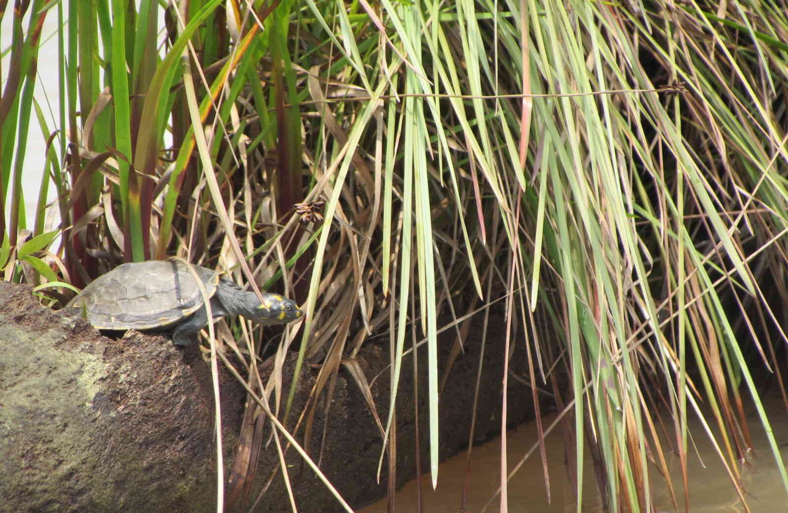 Estos animales silvestres fueron recuperados por las autoridades ambientales y policivas de Bogotá en diferentes puntos de control en las terminales de transporte y vías de la ciudad. Foto: Cormacarena