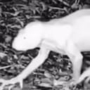 Los investigadores sostienen que sus características no coinciden con las de animales habituales de la región.