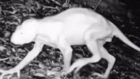 Los investigadores sostienen que sus características no coinciden con las de animales habituales de la región.