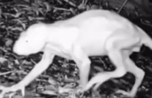 Los investigadores sostienen que sus características no coinciden con las de animales habituales de la región.