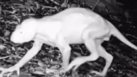 Los investigadores sostienen que sus características no coinciden con las de animales habituales de la región.