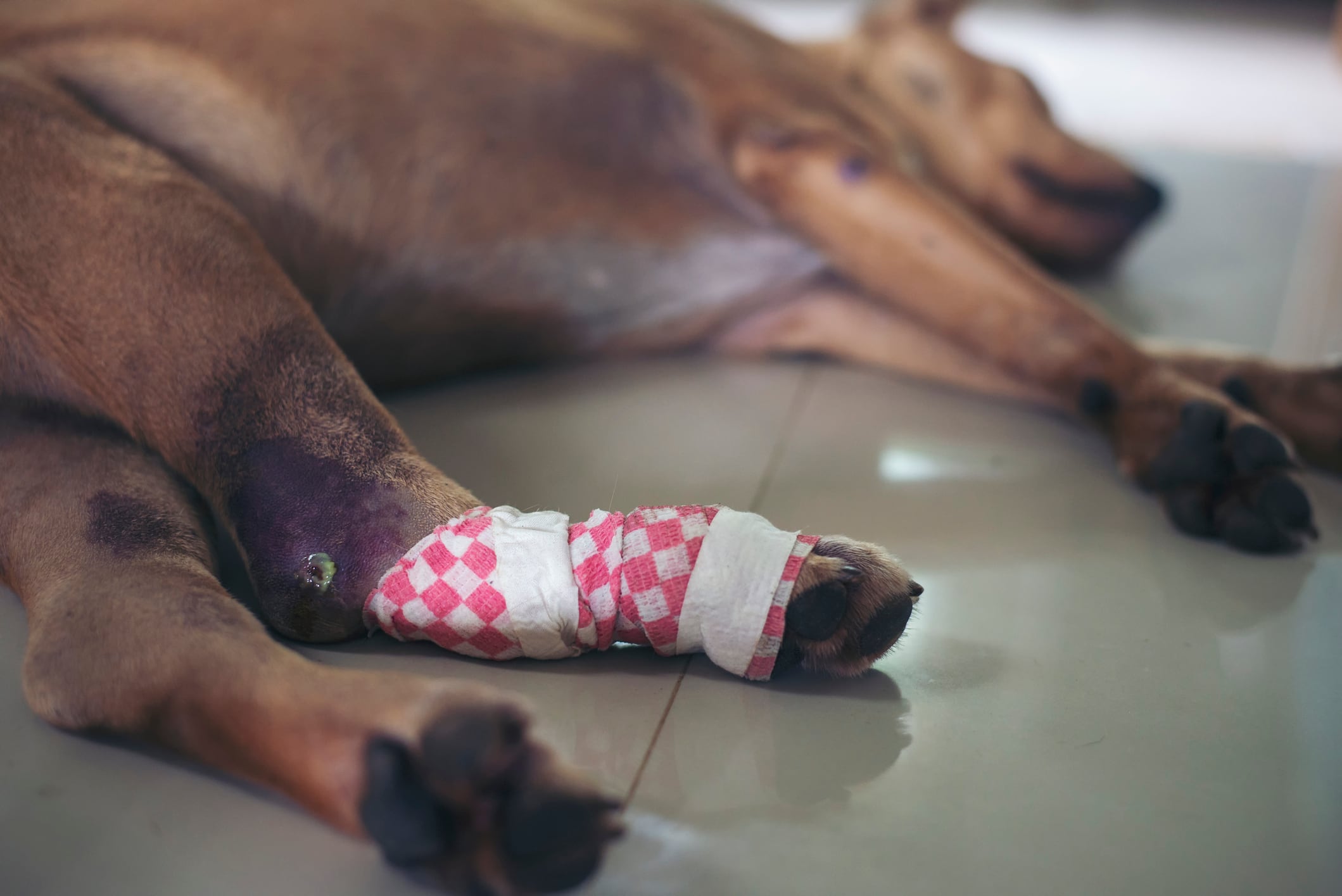 Perro accidentado