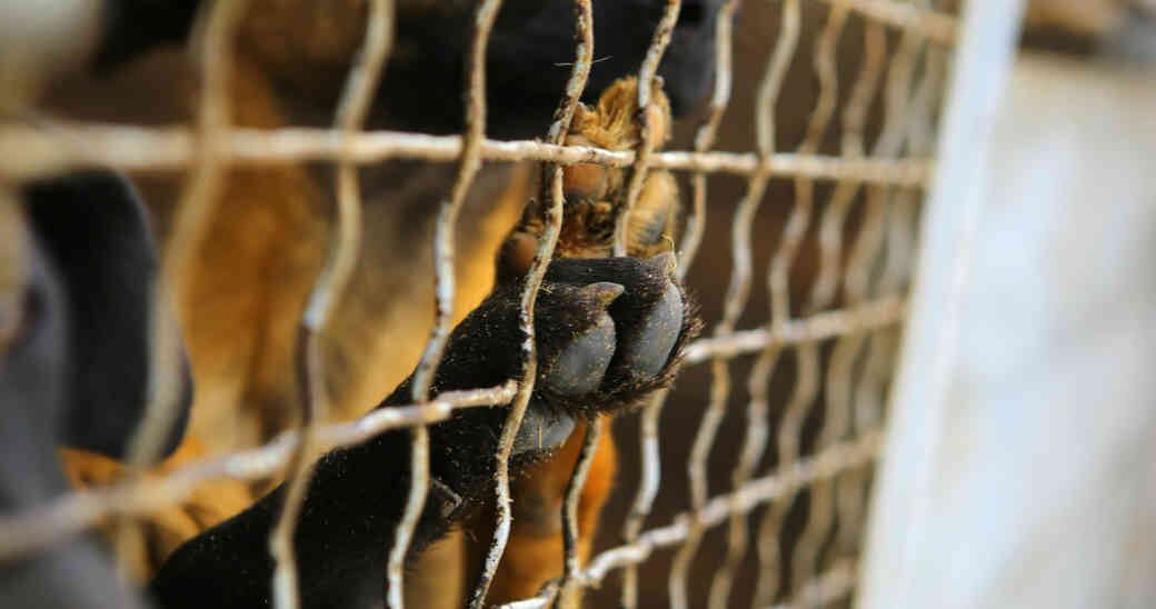 Tan sólo en Bogotá existen más de 1'228.000 perros y gatos en condición de calle.