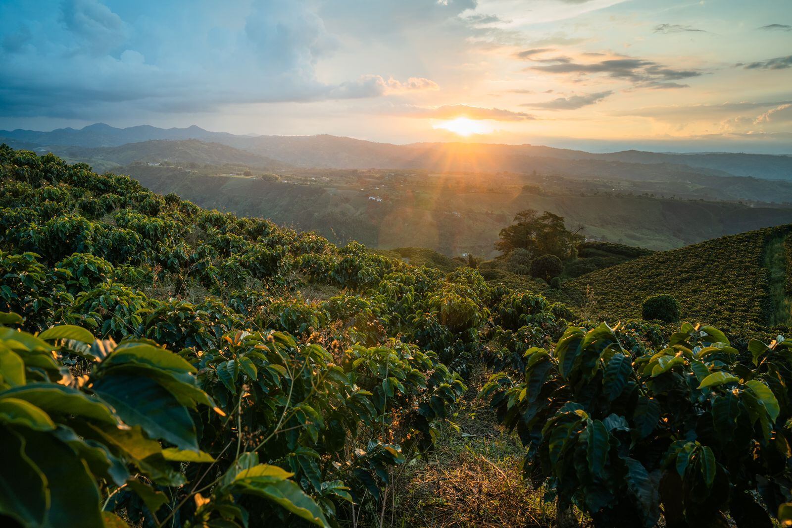 Cafetales en Manizales
