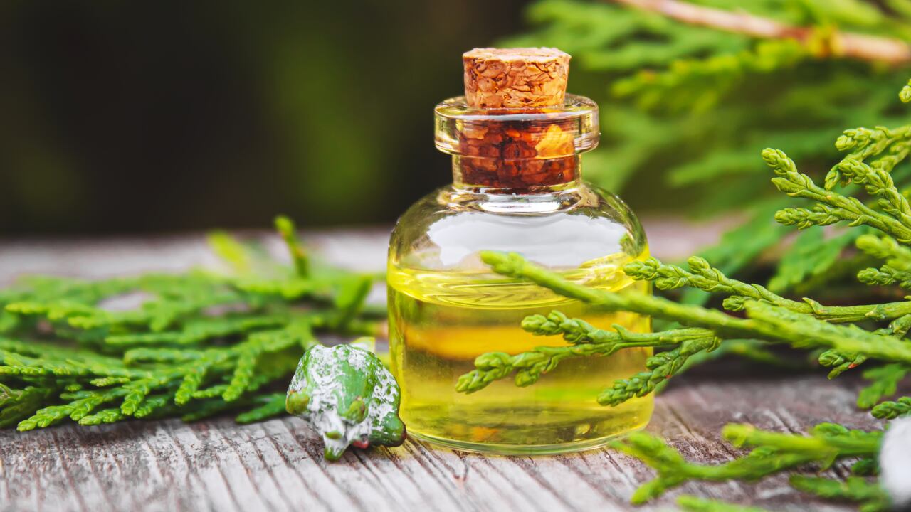 Con esta hierba medicinal se pueden preparar infusiones o aceites beneficiosos para el cuerpo humano.