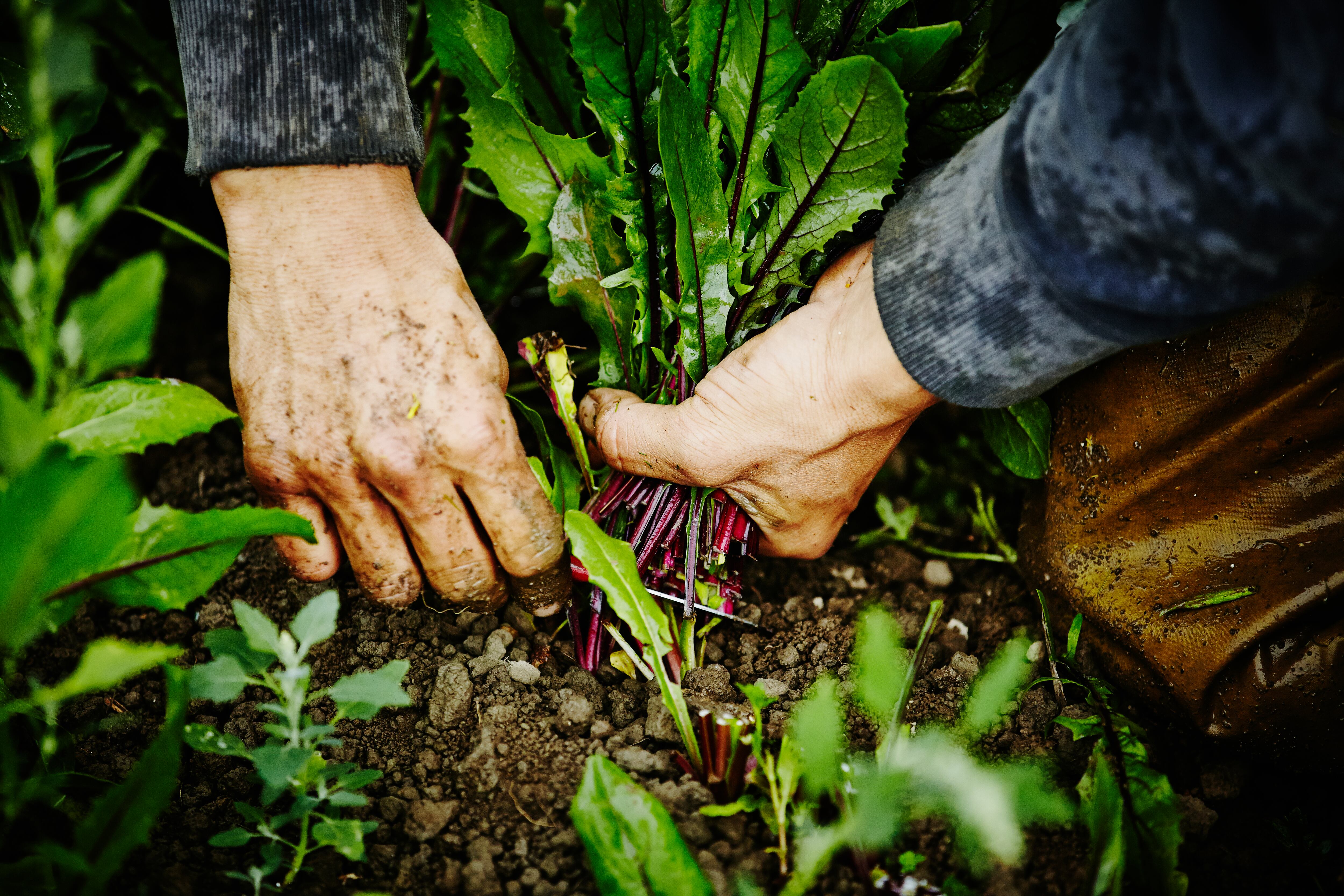 Los elementos de jardinería dejaron al descubierto la verdadera situación que ha generado indignación.