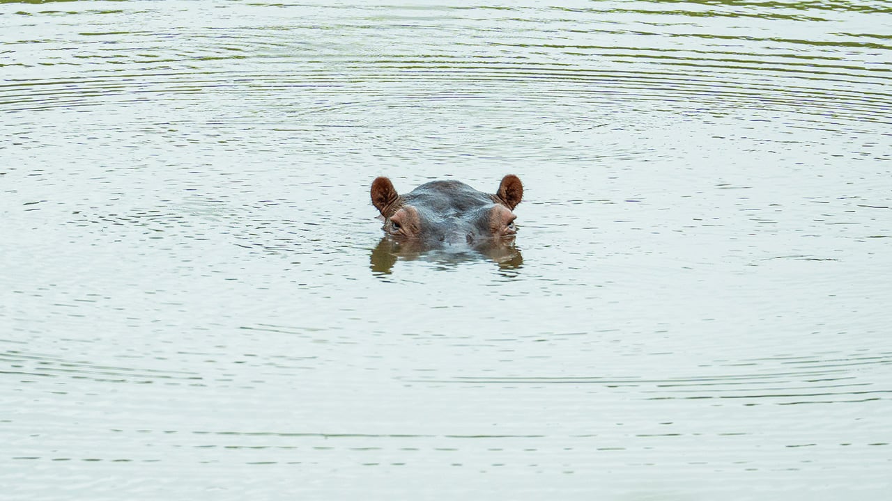 Estos animales llegaron después de que el narcotraficante Pablo Escobar los trajera.