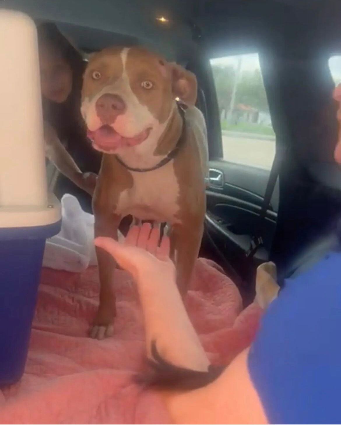 Como indignante se trata el caso de Miracle, la canina pitbull, que se le disparó en la cabeza.