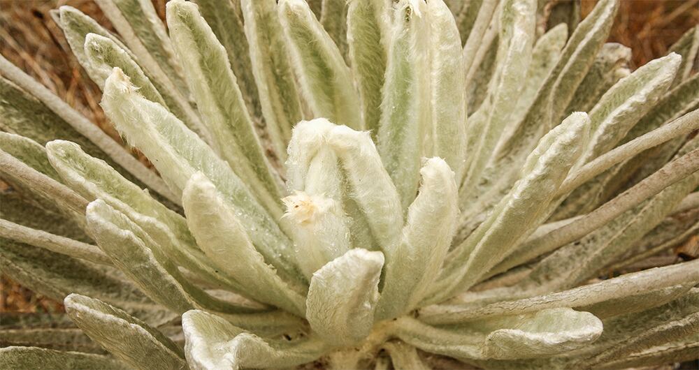 EspeciesEn Colombia se han registrado 91 especies de frailejones, principalmente en la cordillera oriental. La más reciente fue descubierta en 2021 y bautizada Espeletia ocetana por el páramo de Ocetá (Boyacá), donde se encontró. 