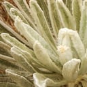 EspeciesEn Colombia se han registrado 91 especies de frailejones, principalmente en la cordillera oriental. La más reciente fue descubierta en 2021 y bautizada Espeletia ocetana por el páramo de Ocetá (Boyacá), donde se encontró.