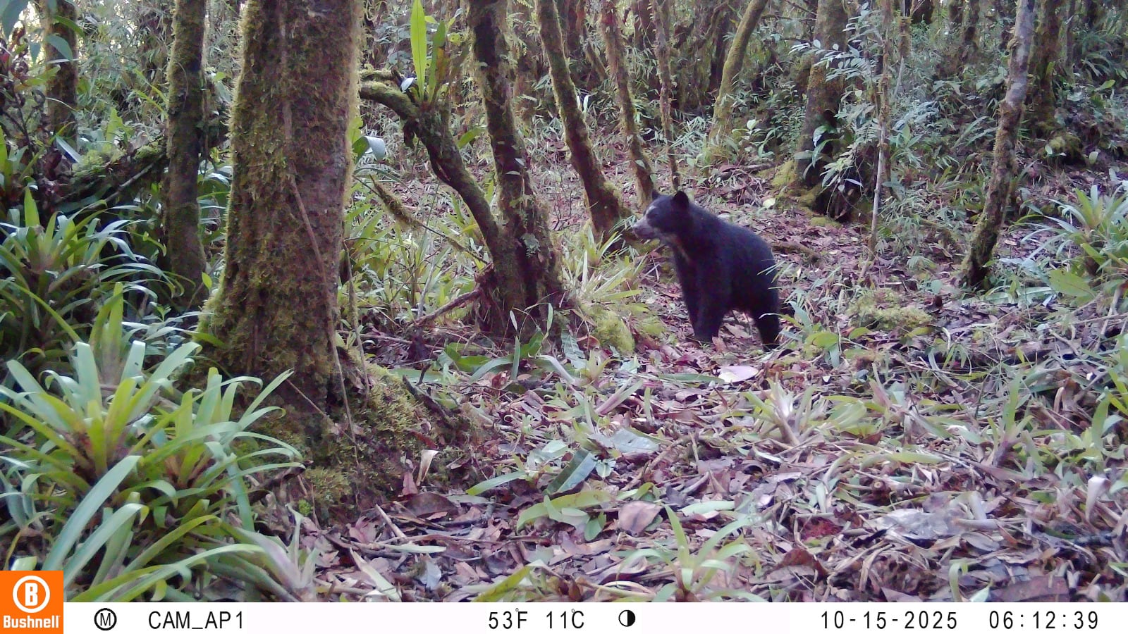 Ejemplar de oso andino juvenil captado por cámaras trampa en Colombia, Huila.