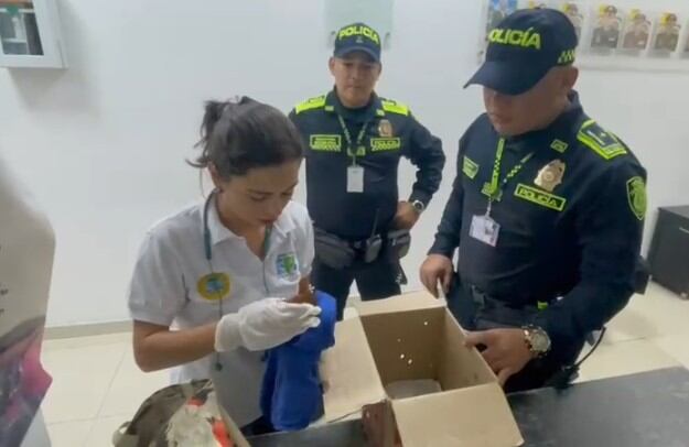 Las autoridades detectaron los animales en el aeropuerto de Cartagena.