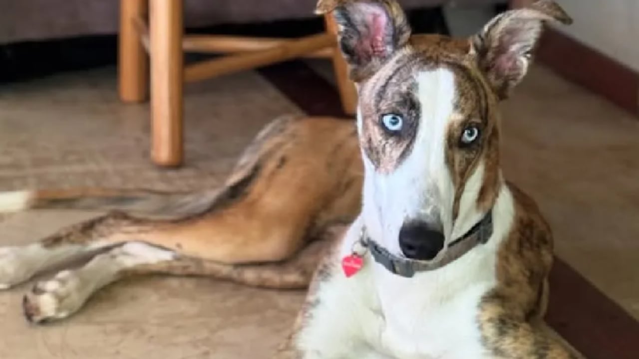 Blue, el galgo que busca un hogar responsable.