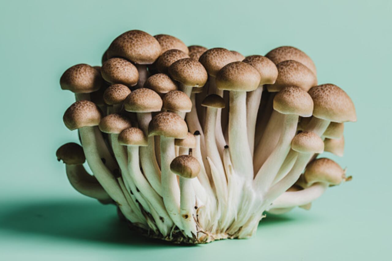 hongos