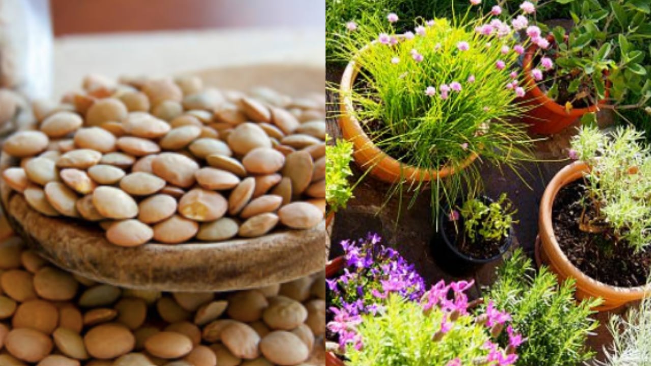 Realizar este abono no tarda mucho tiempo. Sin embargo, hay que tener en cuenta el tipo de planta que se tiene en casa.