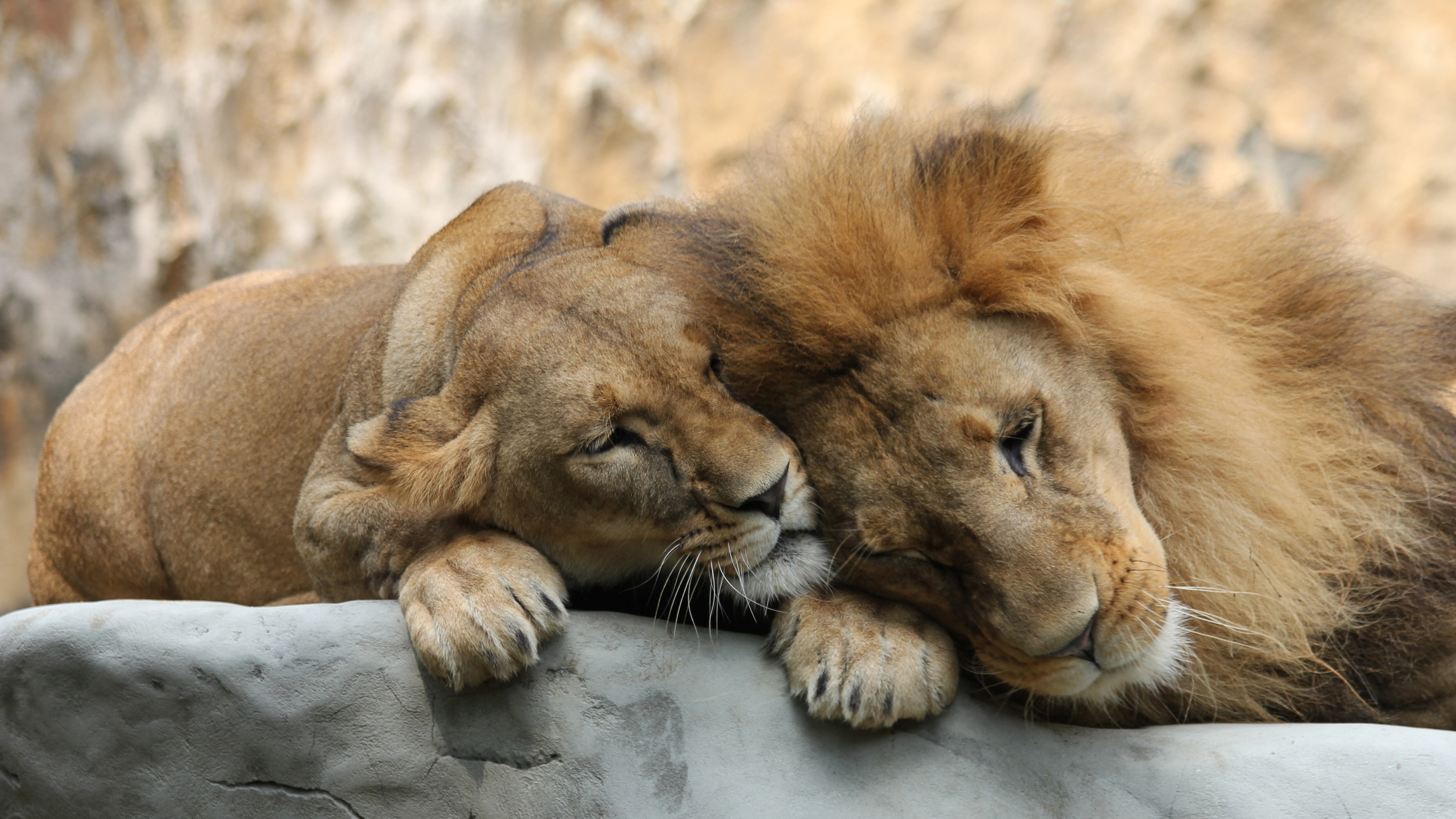 Especial Cali y Valle del Cauca, Editorial COP 16