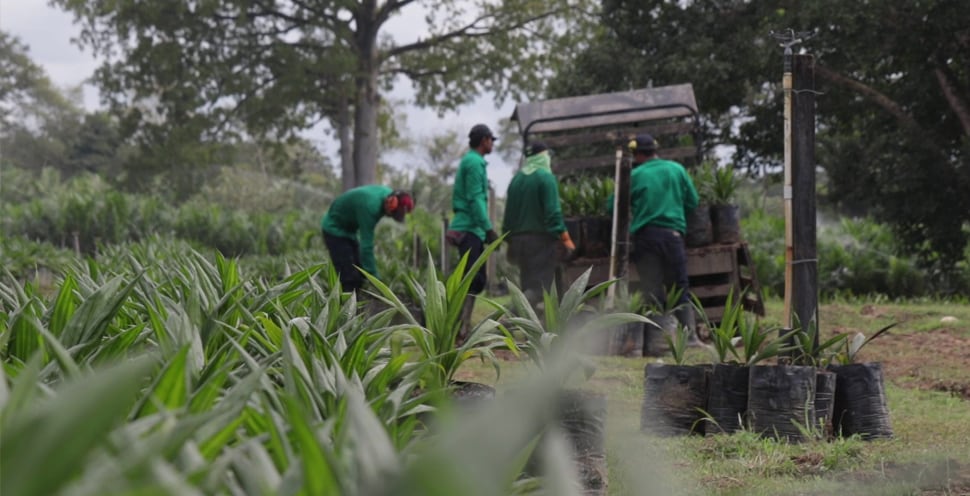 Los recursos provenientes de la palma han tenido impactos sociales directos como parte de los compromisos que asumen las empresas con las comunidades de influencia.