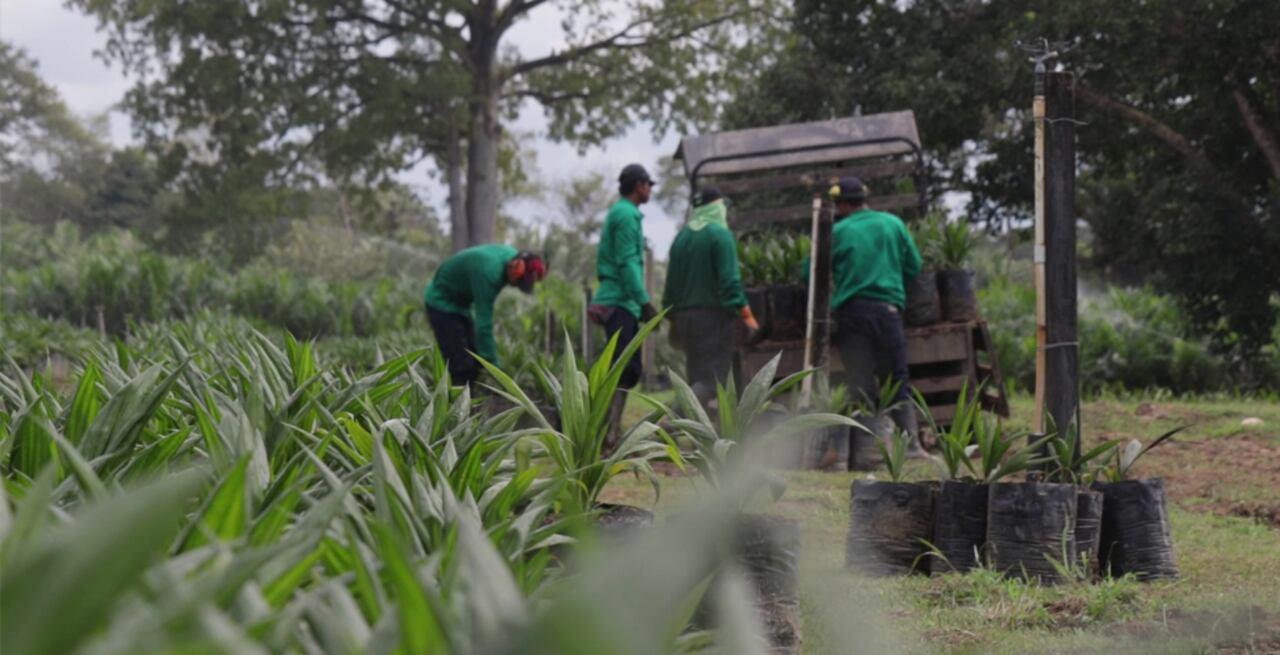 Los recursos provenientes de la palma han tenido impactos sociales directos como parte de los compromisos que asumen las empresas con las comunidades de influencia.