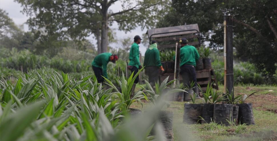 Los recursos provenientes de la palma han tenido impactos sociales directos como parte de los compromisos que asumen las empresas con las comunidades de influencia.