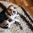 Generalmente, cuando esto ocurre su perro se muestra sensible y apartado.