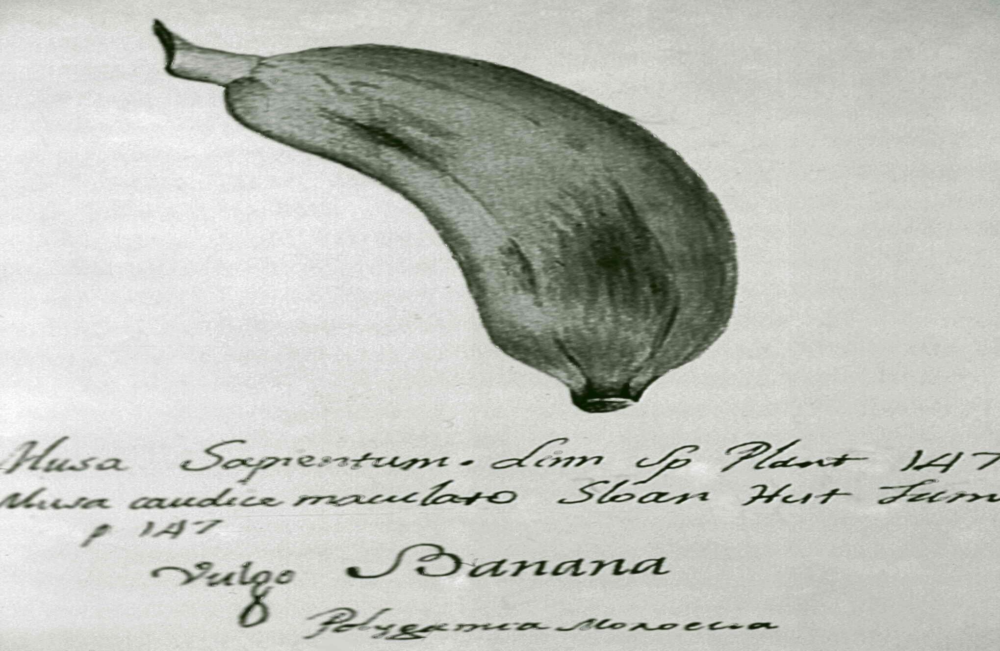 Bruno Salvador Carmona, Musa paradiasica, c.1750. Foto: archivo José Alejandro Restrepo