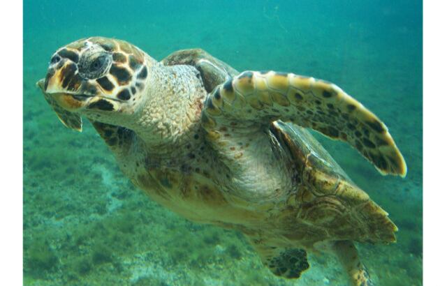 Tortuga Carey: Habita en el Océano Pacífico, tiene un caparazón protector y sus extremidades miden entre 60 y 90 centímetros y están diseñadas para nadar en mar abierto. Pesan alrededor de 60 y 127 kilogramos y su atractiva concha color ámbar hace que sea apetecida para los pescadores. 