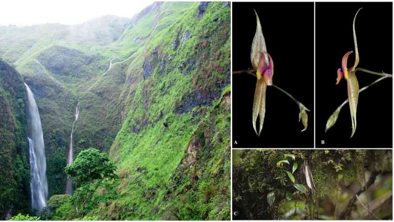 El Parque Nacional Natural Puracé es un epicentro de orquídeas en Colombia. Fotos: PNN.