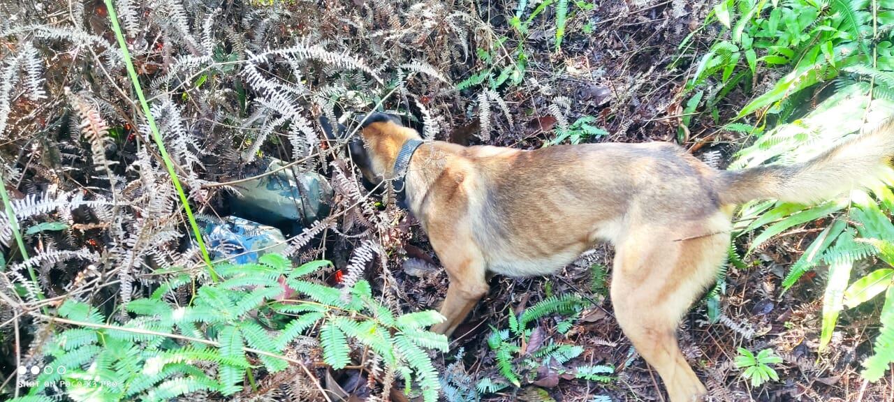 Caninos entrenados ayudaron a encontrar los explosivos.