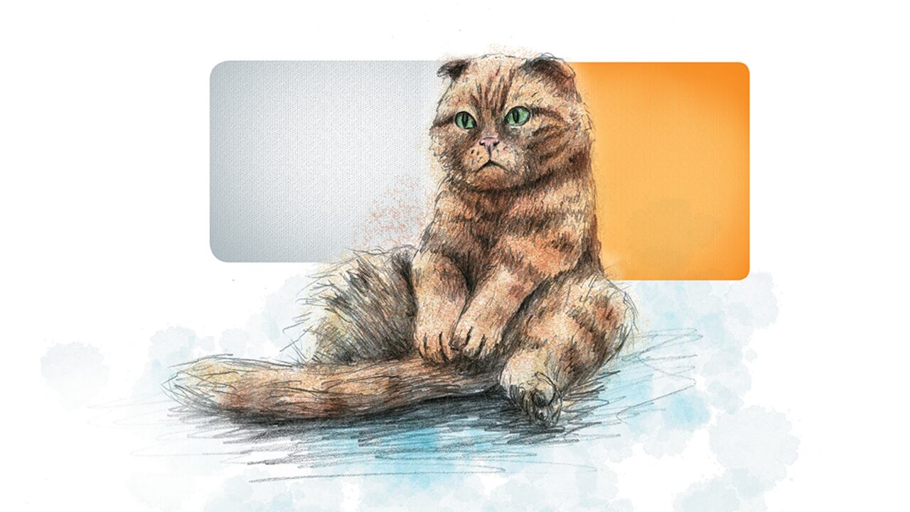 Los scottish fold se caracterizan por ser muy sociables, leales y cariñosos.