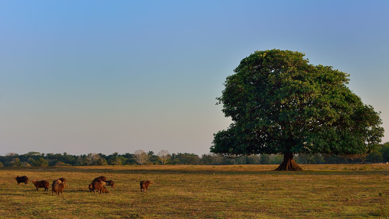 Llanos orientales