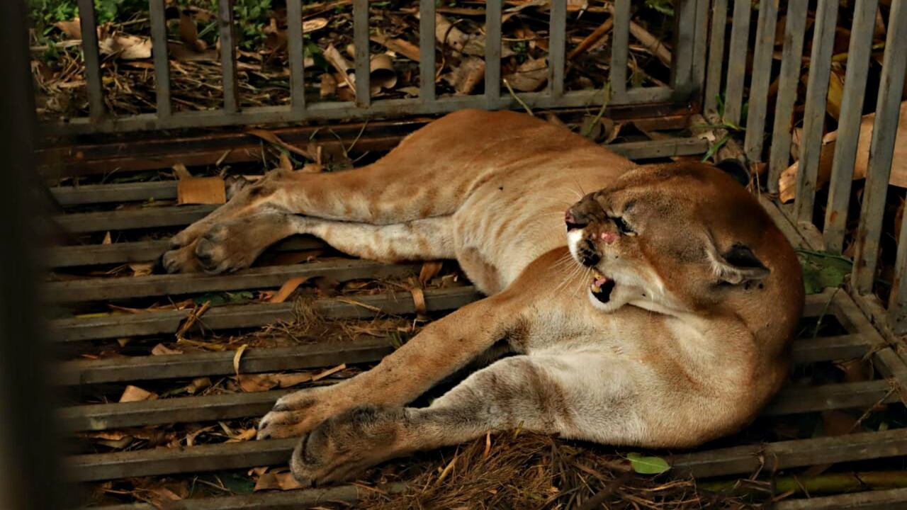 Inicialmente, el felino fue enjaulado luego de días de persecución y de trabajo mancomunado entre ambientalistas y vecinos de Tierralta, en Córdoba.