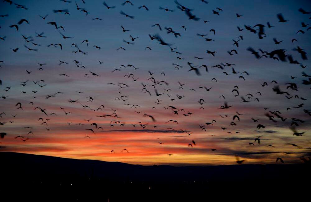 Durante la puesta de sol en Ardahan, cientos de aves se movieron al mismo tiempo sobre la ciudad, creando una bella imagen. (Günay Nuh - Agencia Anadolu)