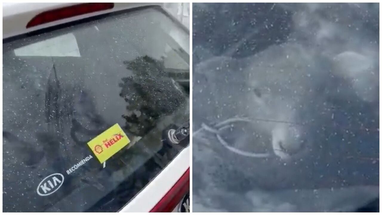 Pero al acercarse con cautela al auto, se percataron de que en su interior se encontraba algo, luego se llevaron una sorpresa, había un cordero montado.