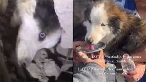 El animal estuvo atrapado bajos los escombros por más de 20 días.