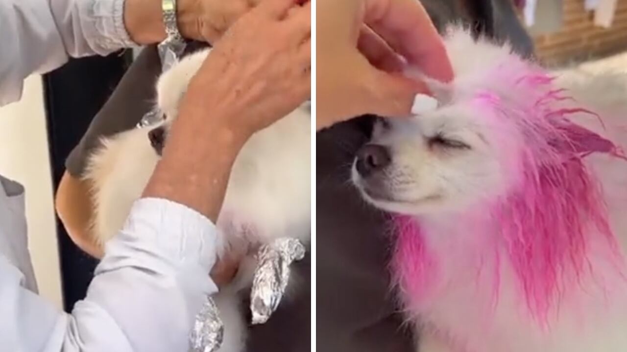 La cantante mostró el cambio extremo de su mascota