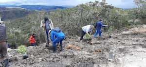 Algunas de las especies nativas sembradas son arrayán negro, mano de oso, mortiño, hayuelo y cucharo.