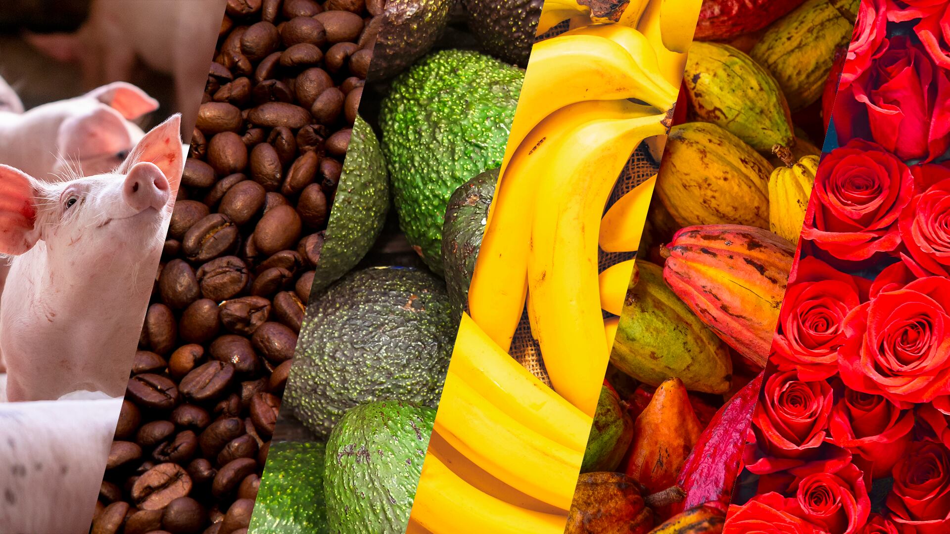 Previsora Seguros desarrolla productos novedosos para beneficiar a los agricultores colombianos.