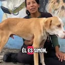 Simón, el perrito que sufre al padecer gusano de corazón y tener una fractura.