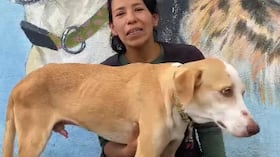 Simón, el perrito que sufre al padecer gusano de corazón y tener una fractura.