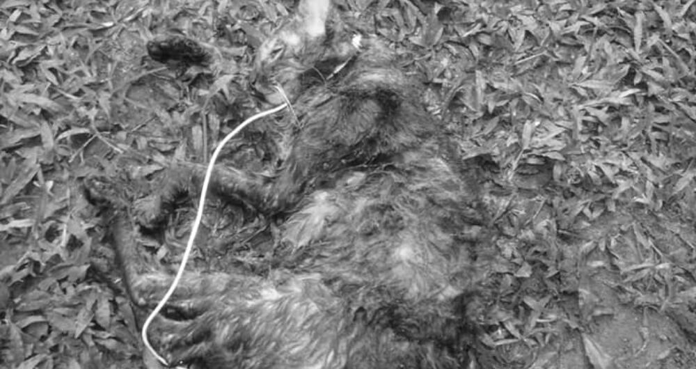 Patricia y Julián encontraron a Noa enterrada sin collar y con una cuerda en el cuello. El jardinero dice que la usó para moverla porque no tenía guantes.