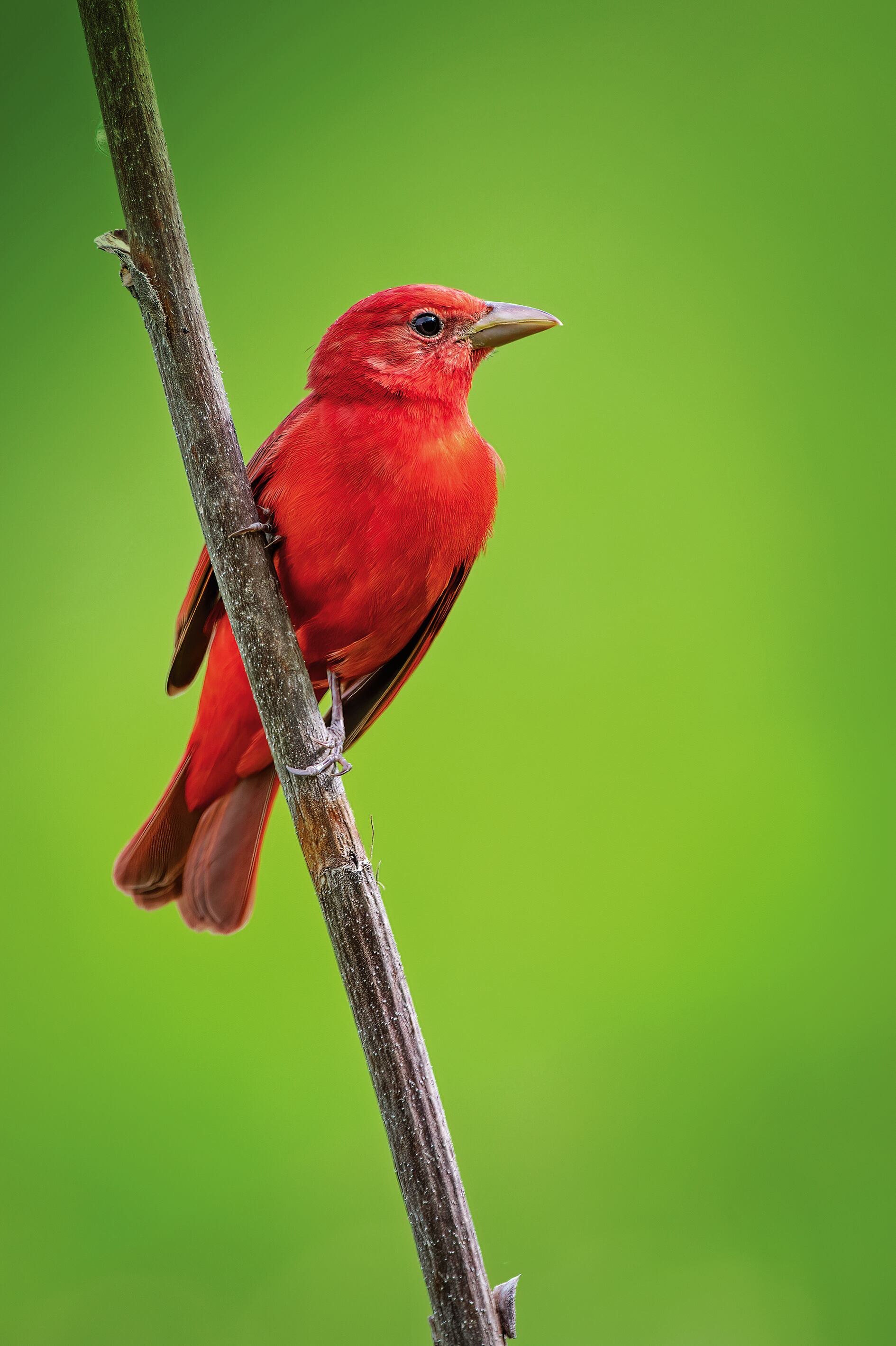 Editorial Aves Migratorias, la casa de las aves, Semana Sostenible