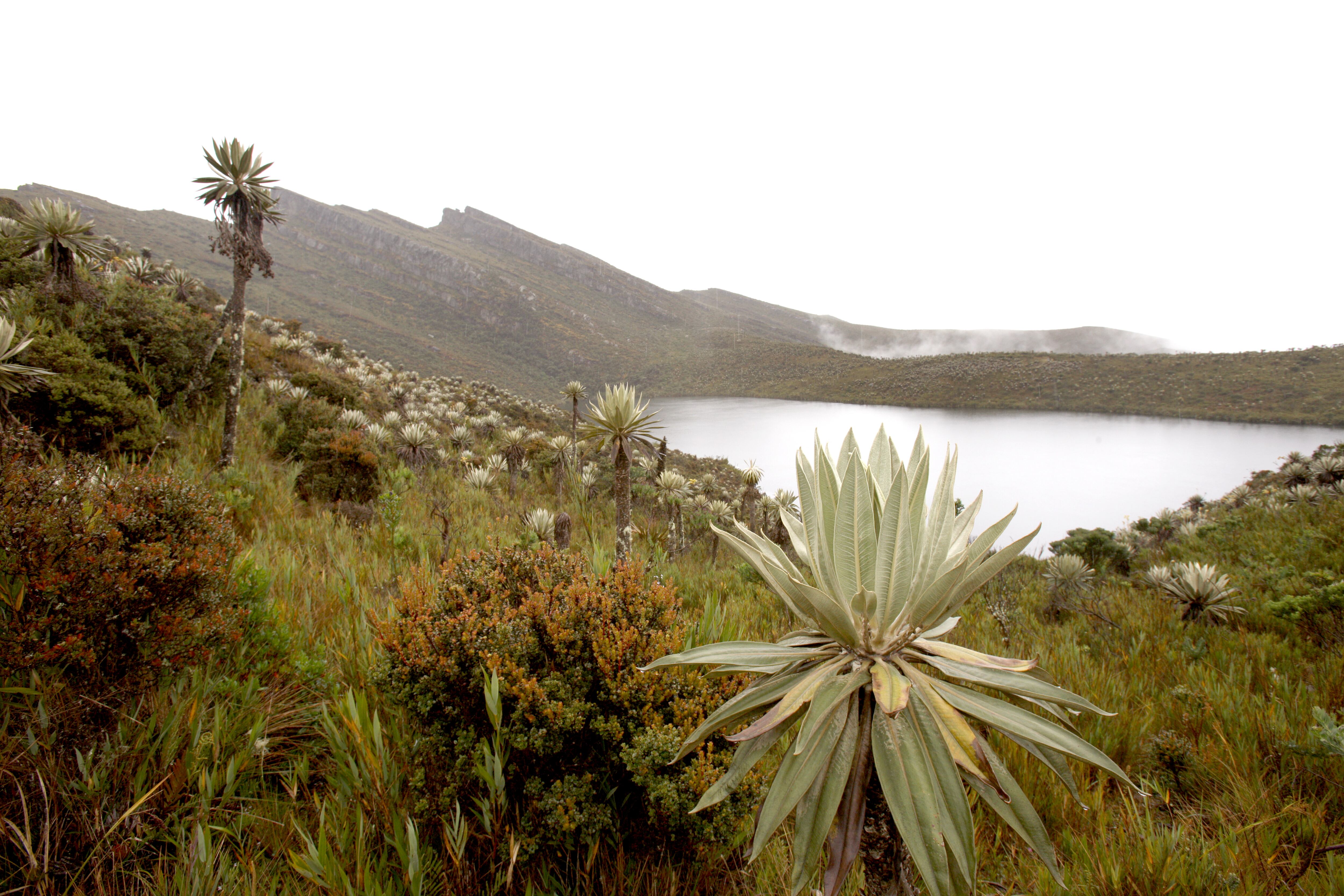 PARQUE NATURAL PARAMO