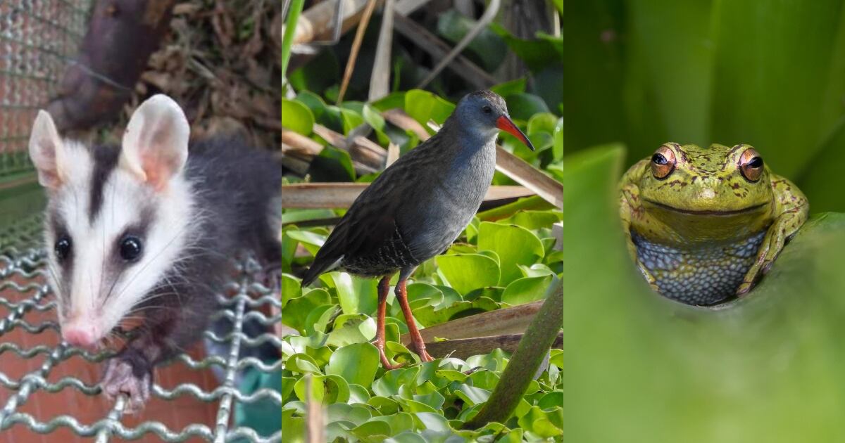 Mamíferos, aves, anfibios y reptiles que sobreviven en la mole de cemento.