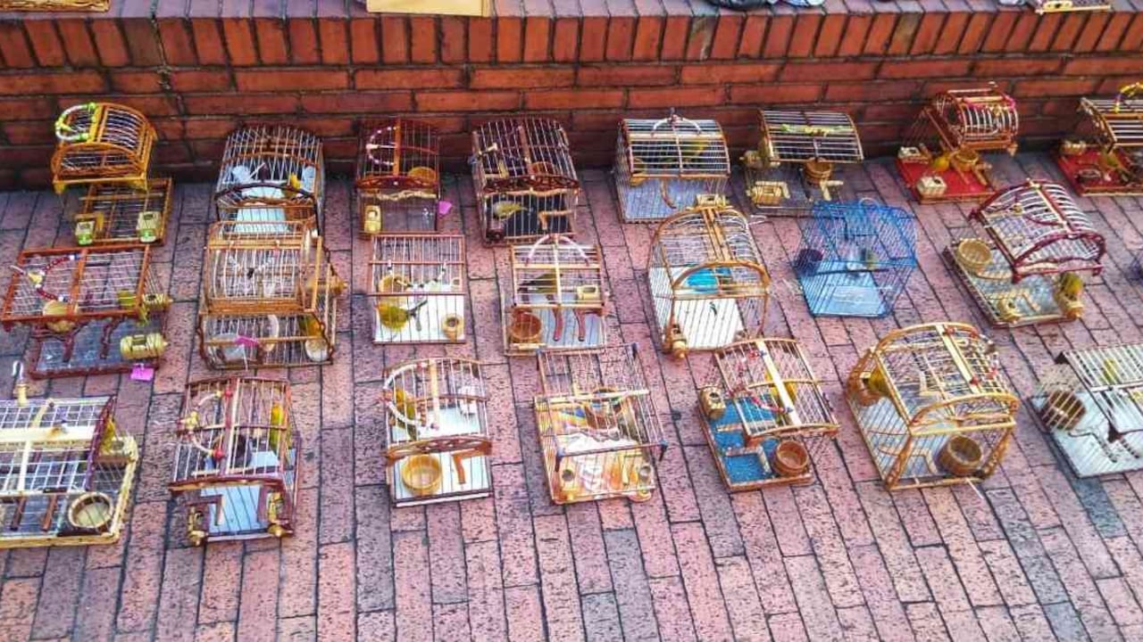 Los canarios costeños que fueron incautados eran obligados a cantar en galleras. Foto: Secretaría de Ambiente de Bogotá.