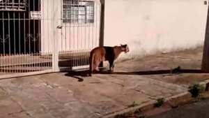 El puma deambulaba por calles de un municipio de Sao Paulo, en Brasil.