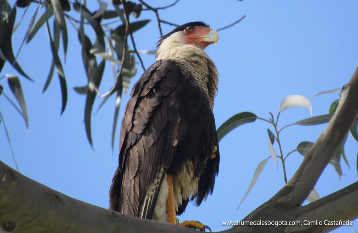 Desde junio del 2020 se empezó a registrar la llegada del ave caracara cheriway al humedal Meandro del Say en la localidad de Fontibón. Este lugar es un hábitat muy especial para aves y especies vegetales. Hasta aquí también llegan patos canadienses, cucharos, enmascarado y la tingua pico verde con crías. Sin embargo, es uno de los humedales más afectados por las intervenciones humanas. Foto: Fundación Humedales Bogotá - Camilo Castañeda