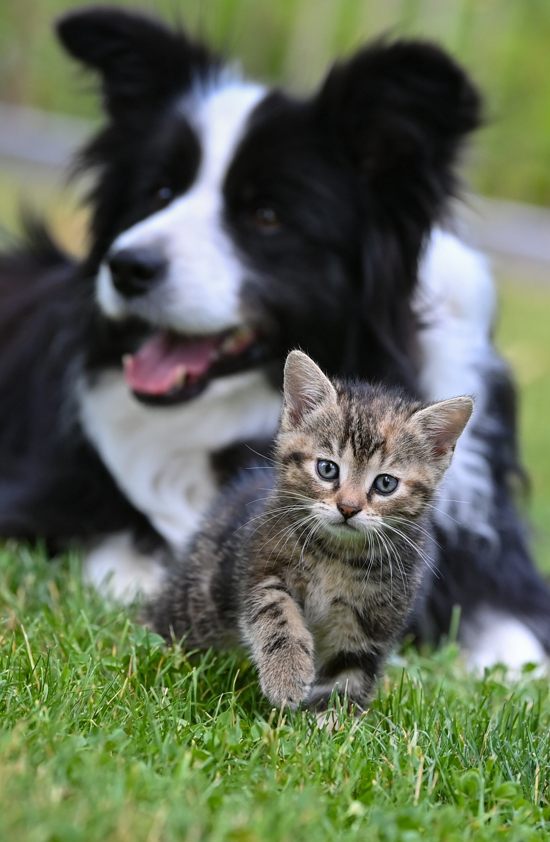 (Foto de Patrick Pleul/Picture Alliance vía Getty Images)