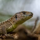 El estudio encontró que las especies de lagartos cuyas madres sufrieron estrés térmico nacieron con alteraciones en su ADN.