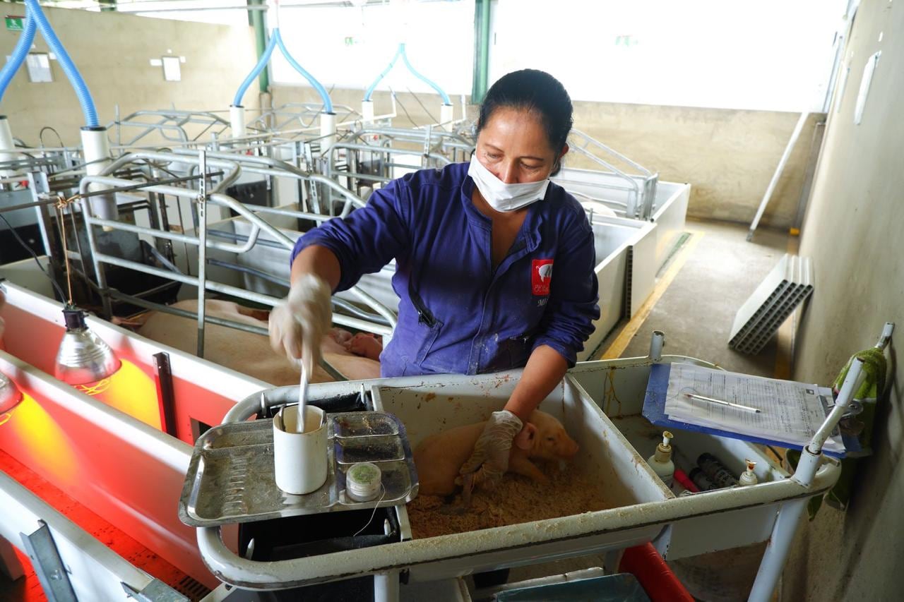 Porcicultura colombiana